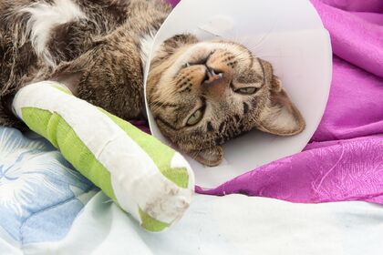 s-手術後の猫