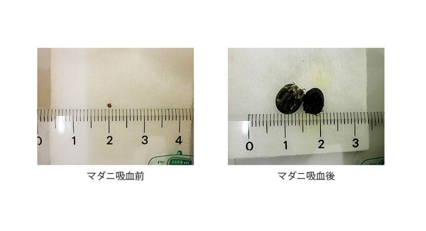 マダニ～犬・猫の予防・対策～  予防  医療情報  院長ブログ 