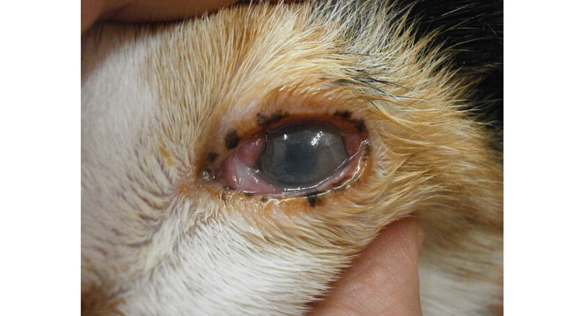 猫の目が白い、角膜炎