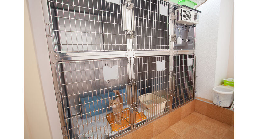 猫舎(猫を預かる場所)