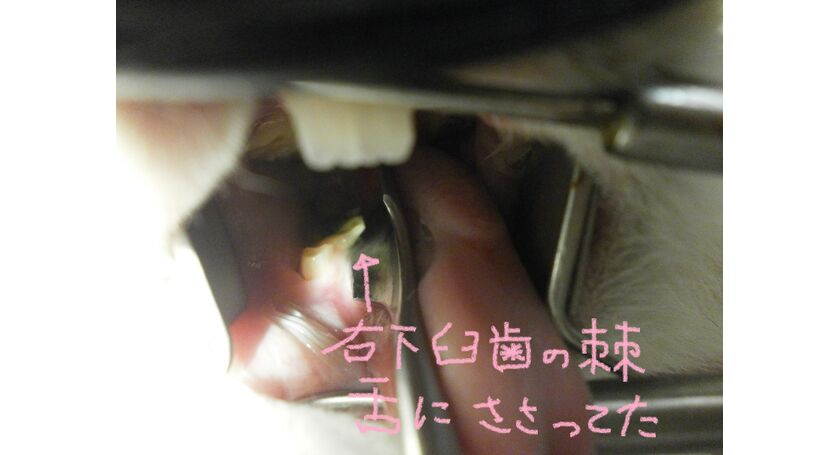 兎の臼歯、不整咬合で麻酔下処置中