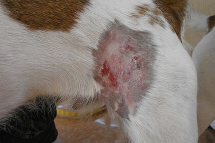 治らない皮膚炎。犬の真菌症だった症例。痒みは無く。発赤(赤み)と腫れ、カサカサしている。
