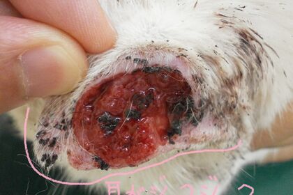 外に出る白猫の耳外側(耳介)にできた治らない皮膚病変。病理検査で扁平上皮癌が確定している。